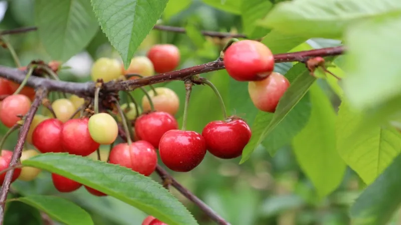 Bu yıl kiraza doyacağız